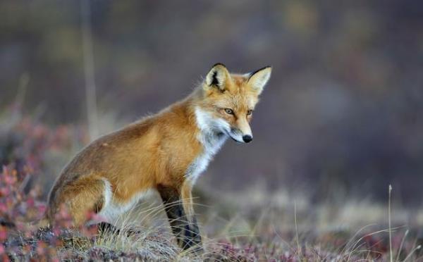 3,丢掉尾巴的狐狸