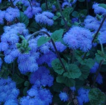 请问这是什么植物,花蓝色,叶子像是唇形科的,但花为头状花序,貌似菊科