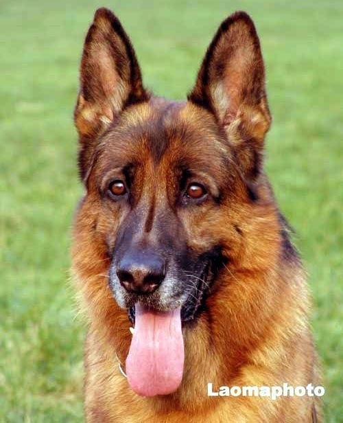 7.德国牧羊犬(狼狗)