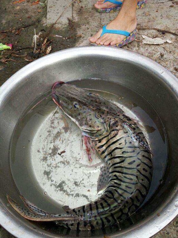 请问下这个是什么鱼?