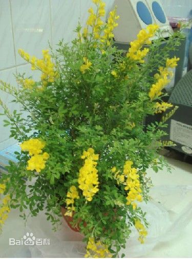 植物园黄色花一串串的是什么花