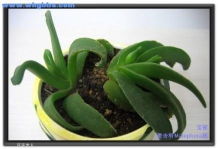 综艺大哥大张帝毛毛歌台上女嘉宾都是谁