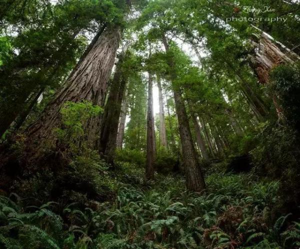 世界第一高树"亥伯龙神"是怎样炼成的?