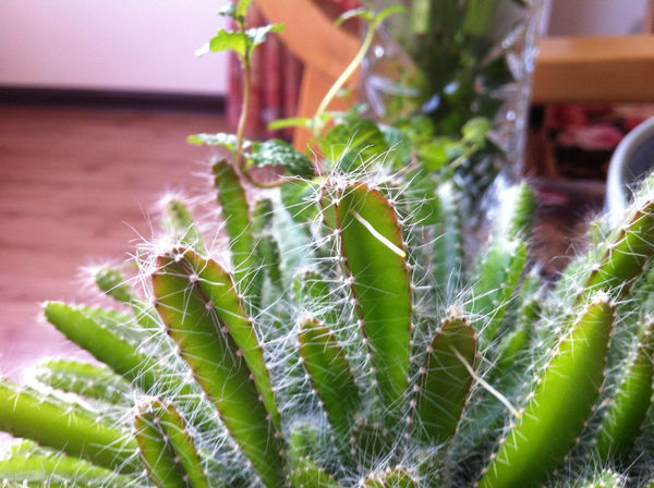 我家的火龙果这是怎么了,为什么长须啊,这个须