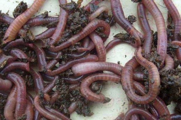 蚯蚓的血是什么颜色?