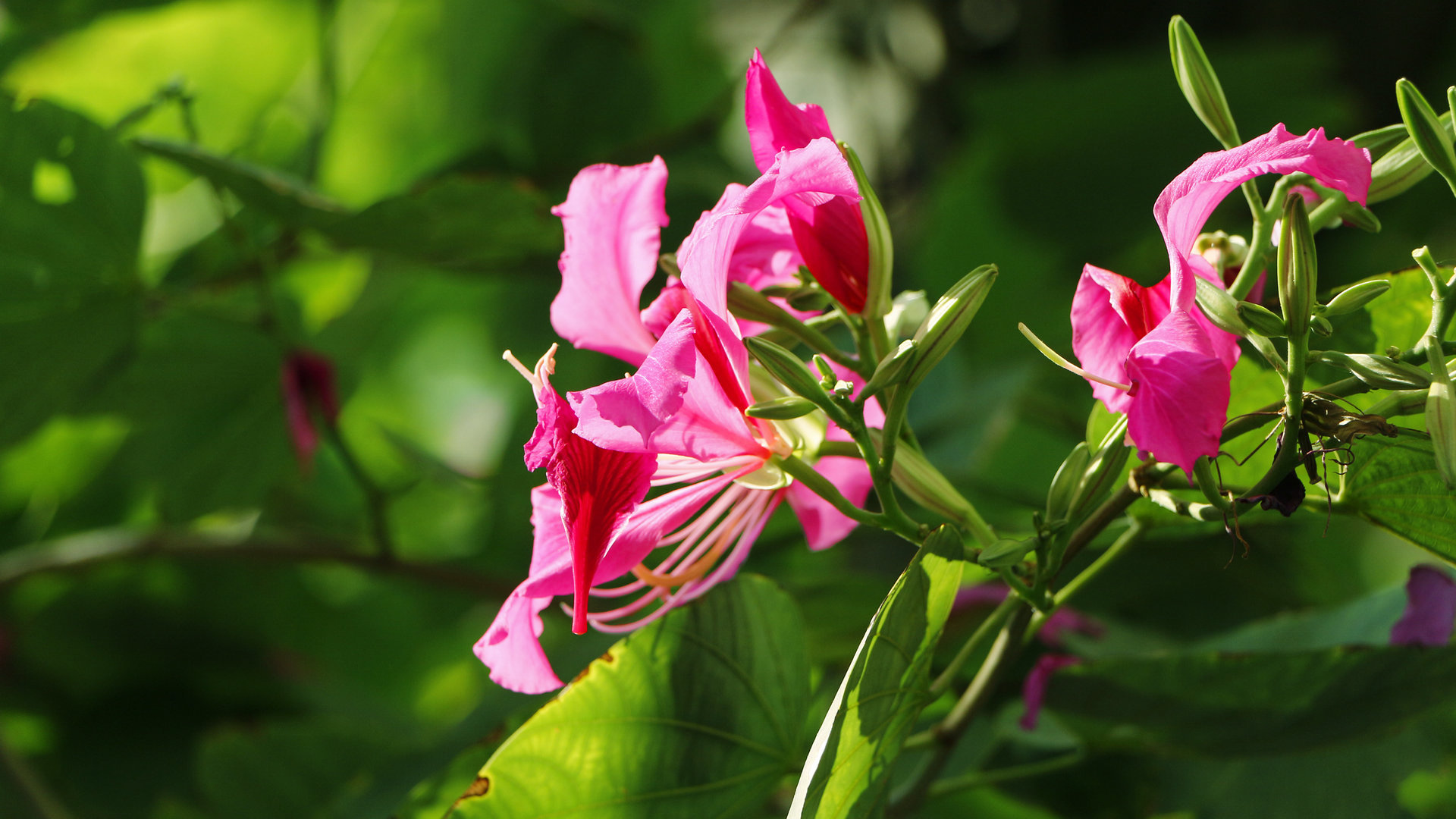 紫荆花花卉桌面壁纸[图8]