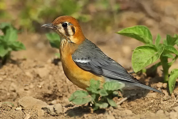 下圖為 慄頭鶲鶯 seicercus castaniceps 下圖為 橙頭