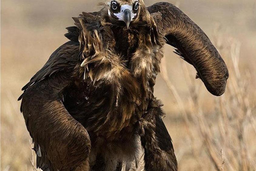 视频:菲律宾的食猿雕是 世界最大的鹰,可捕猎大型 动物