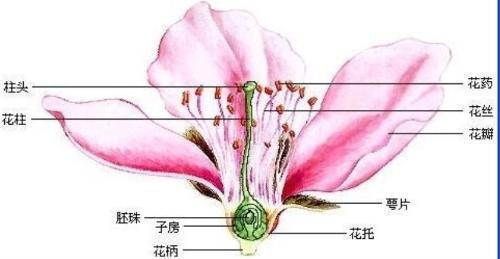 花药与花粉有什么区别?