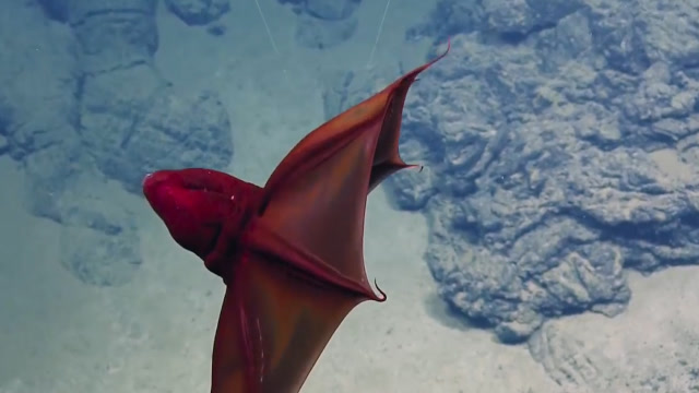 深海中的"吸血鬼乌贼",姿态优美如幽灵,器官都会发光!