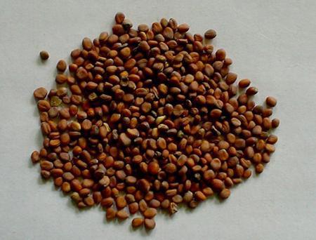 炒莱菔子与生莱功效与作用