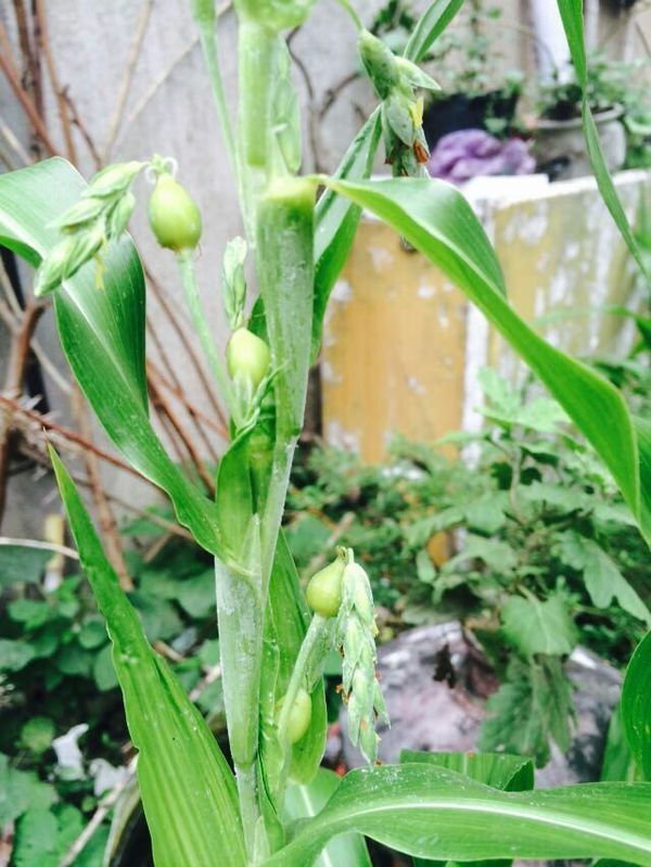 请问这个植物叫什么名字?