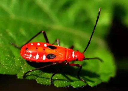 这是【棉红蝽】若虫,可以使用90%敌百虫1000倍液喷杀.