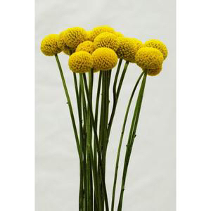 请问图中这个黄色的球形的花叫什么啊