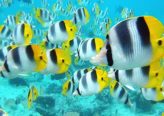 热带鱼下崽注意什么?