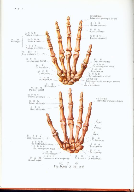 手指皮肤层次结构图图片