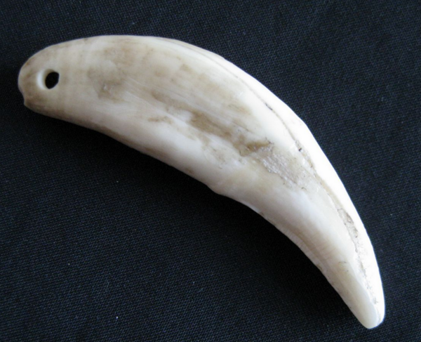 真正的狼牙有什么特点?