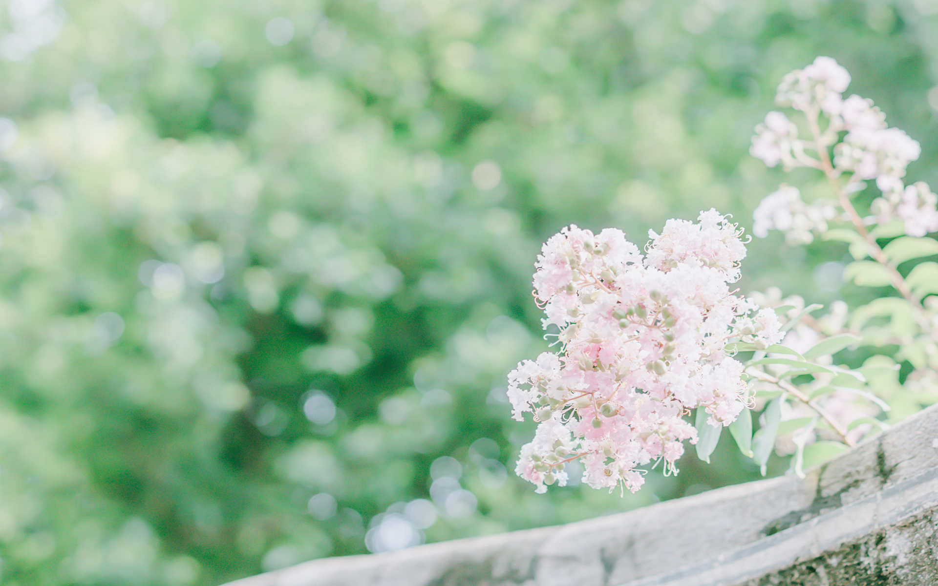 小清新野花花卉桌面壁纸[图4]