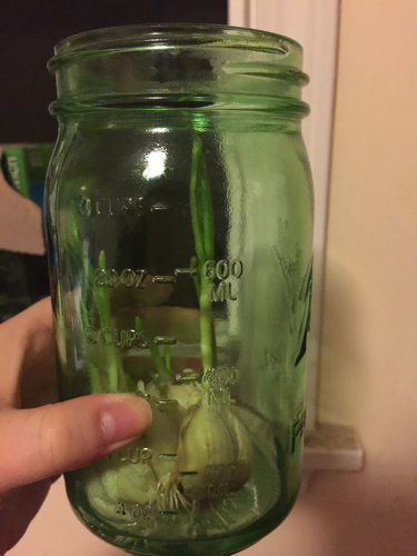 蒜子发芽了,我看应该吃不了了,就放些水养它、