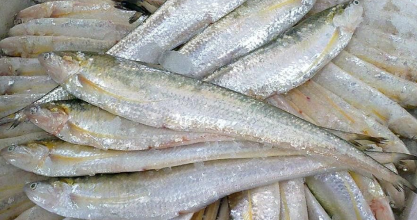 刁子鱼是长江刀鱼吗