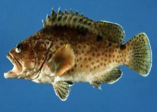 台湾常用的九个美称