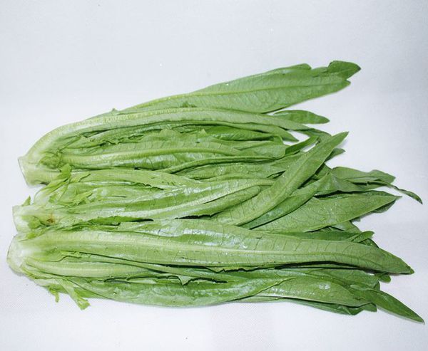 油麦菜,别名莜麦菜,属菊科,莴苣属植物,是以嫩梢,嫩叶为产品的尖叶型