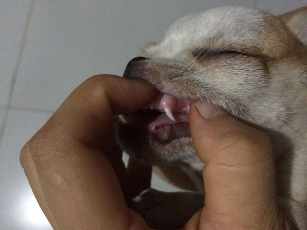 这是吉娃娃吗 看牙齿有多大了这狗