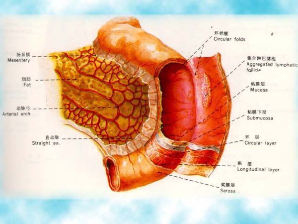 空肠的结构图片