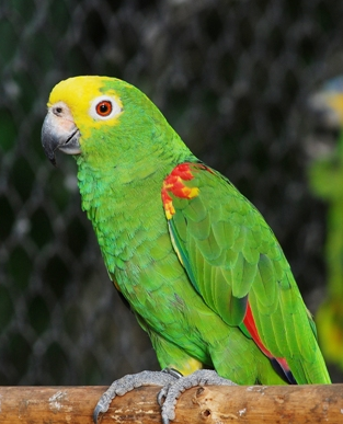 小黄帽亚马逊鹦鹉成年后尾巴会变黄吗