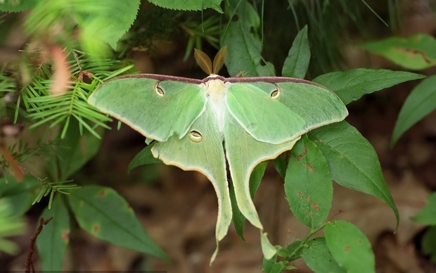 长尾水青娥长什么样子?这种动物成年后能有多大?