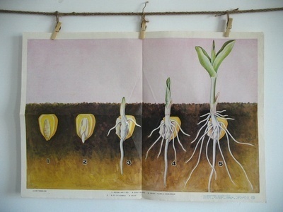 玉米肧芽图片