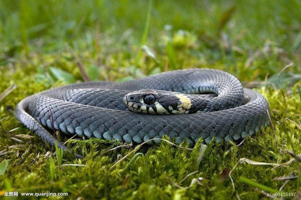 在有牛羊的大草原,就会有蜿蜒盘旋的蛇出现.
