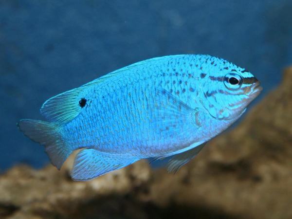 这种蓝色的鱼是什么?它的尾巴上有个黑色的小点,还很容易死