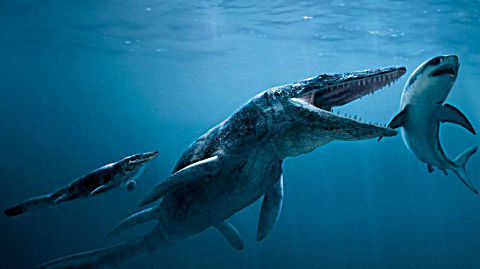 【裤衩解说】湾湾推荐  模拟鱼 鱼龙  苍龙!