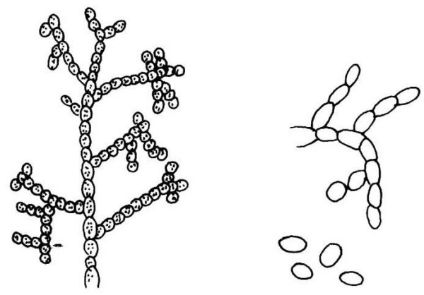 链孢霉有何形态特征?对蘑菇有何危害?怎样防治?
