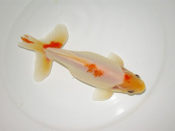 和金金鱼应该叫什么