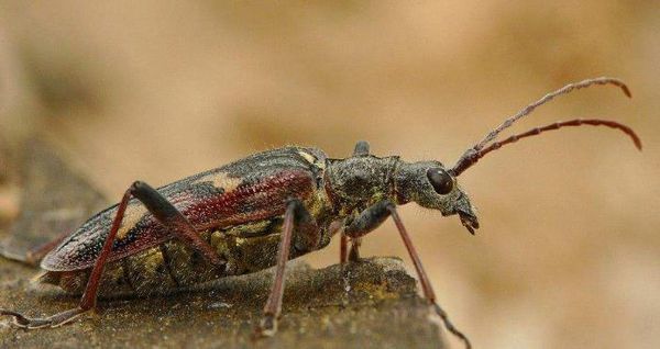 细胸姬天牛 天牛科/鞘翅目,成虫出现於春,夏二季,主要生活在低海拔