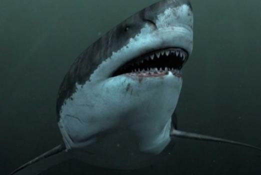 恐龙存在一亿年后就灭绝了,为何鲨鱼存在了五亿年了?