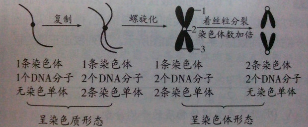 染色单体与染色体图片