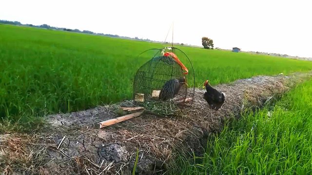 农村孩子:野外制作捕猎陷阱诱捕董鸡方法