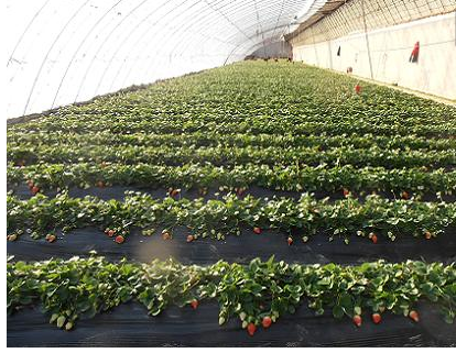 养鸡和种草莓哪个更好?_360问答