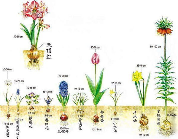 郁金香的生长变化图片