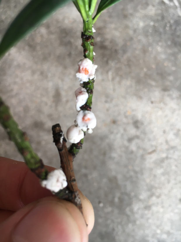 罗汉松是什么病害?