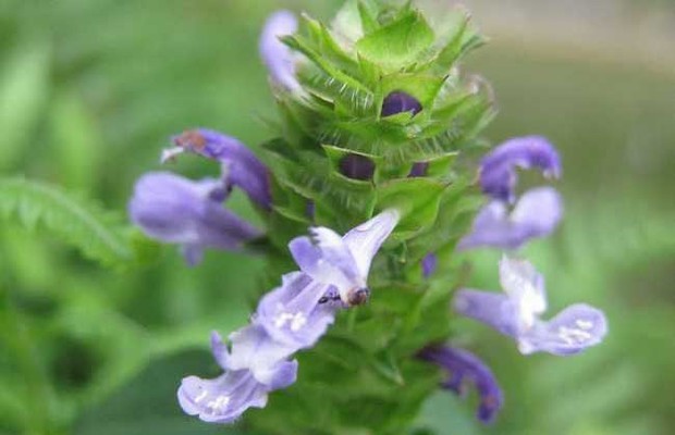 夏枯草能治甲亢吗?