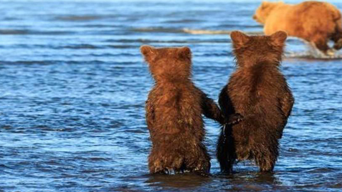 好有爱!两只小熊 手拉手 等着妈妈捕鱼归