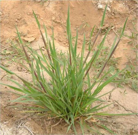 绊子草,又称马绊草,确实能绊倒马?