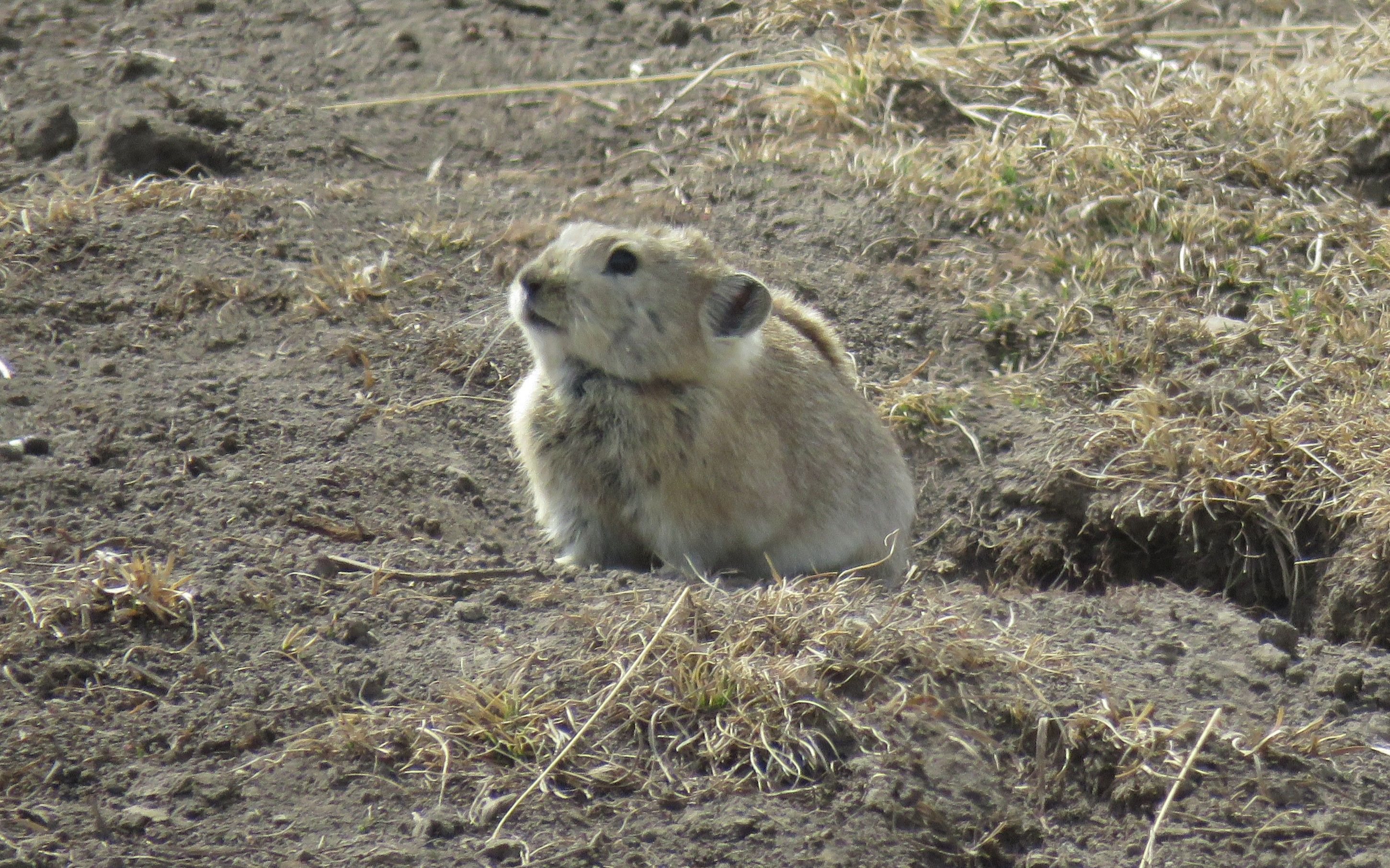 萌萌哒的高原鼠兔,小爪子快速的刨土土