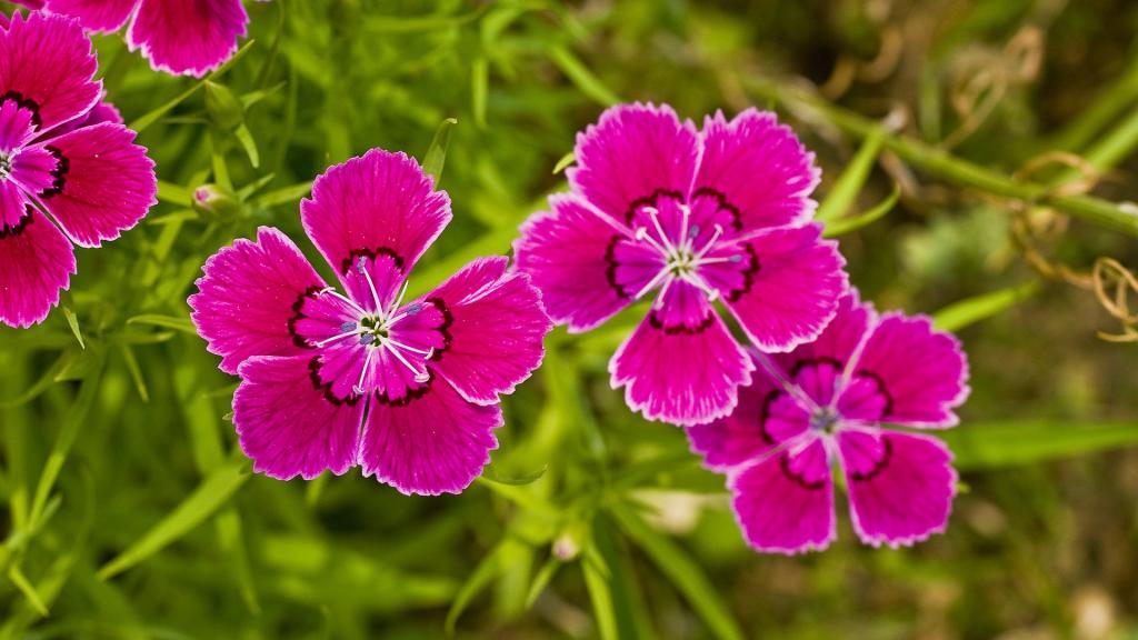 清新石竹花电脑壁纸[图1]