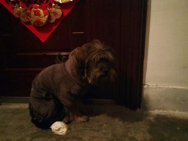 请问这是什么狗狗?这只狗狗走丢了,天天跑到我