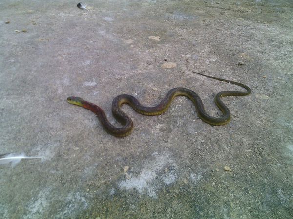 广东农村发现一条红脖子蛇,请问这是什么蛇,有毒吗?